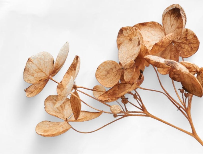 Le cabinet du botaniste