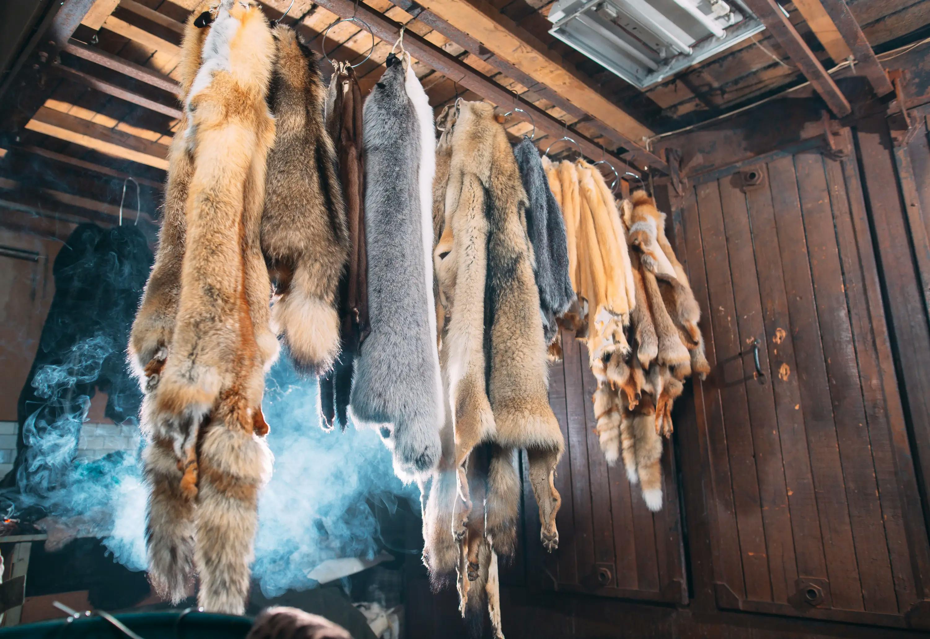 Le piège du trappeur